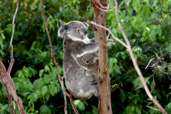 Bangkok Post - Australia halts logging for koala haven on eastern coast