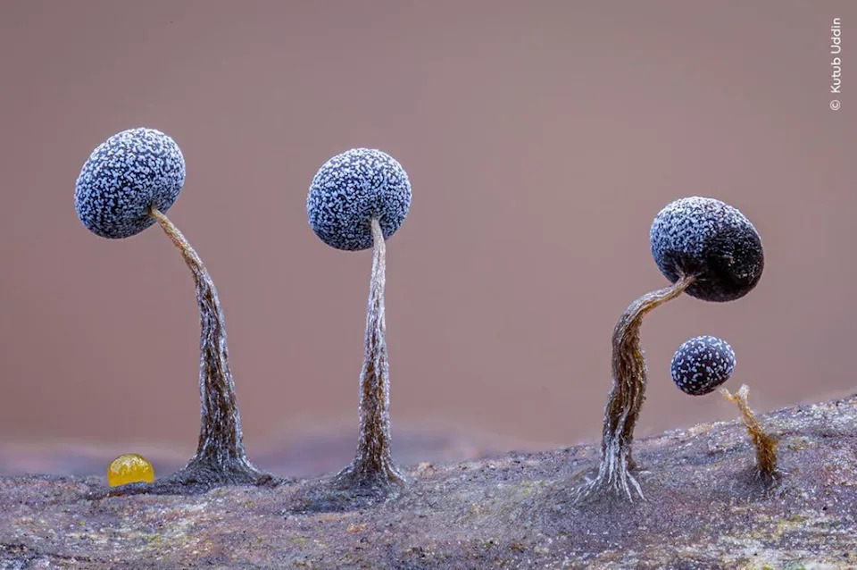 Slime Family Portrait. Photo: Kutub Uddin