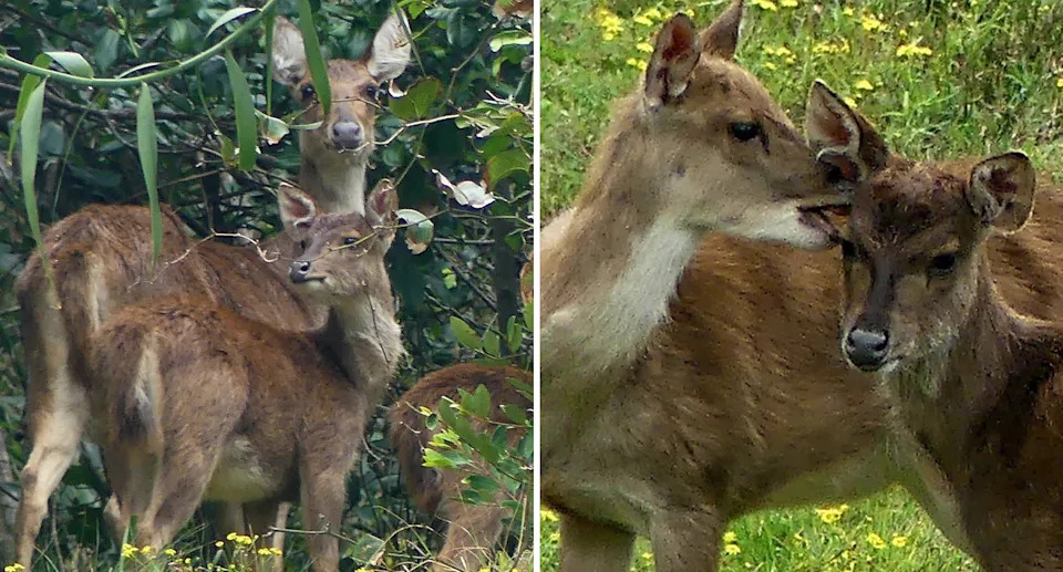 A deer mother and its young (left) and deer bites another deer's ear (right). 