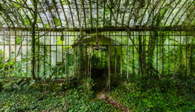 once-captive plants burst free in romain veillon's secret gardens