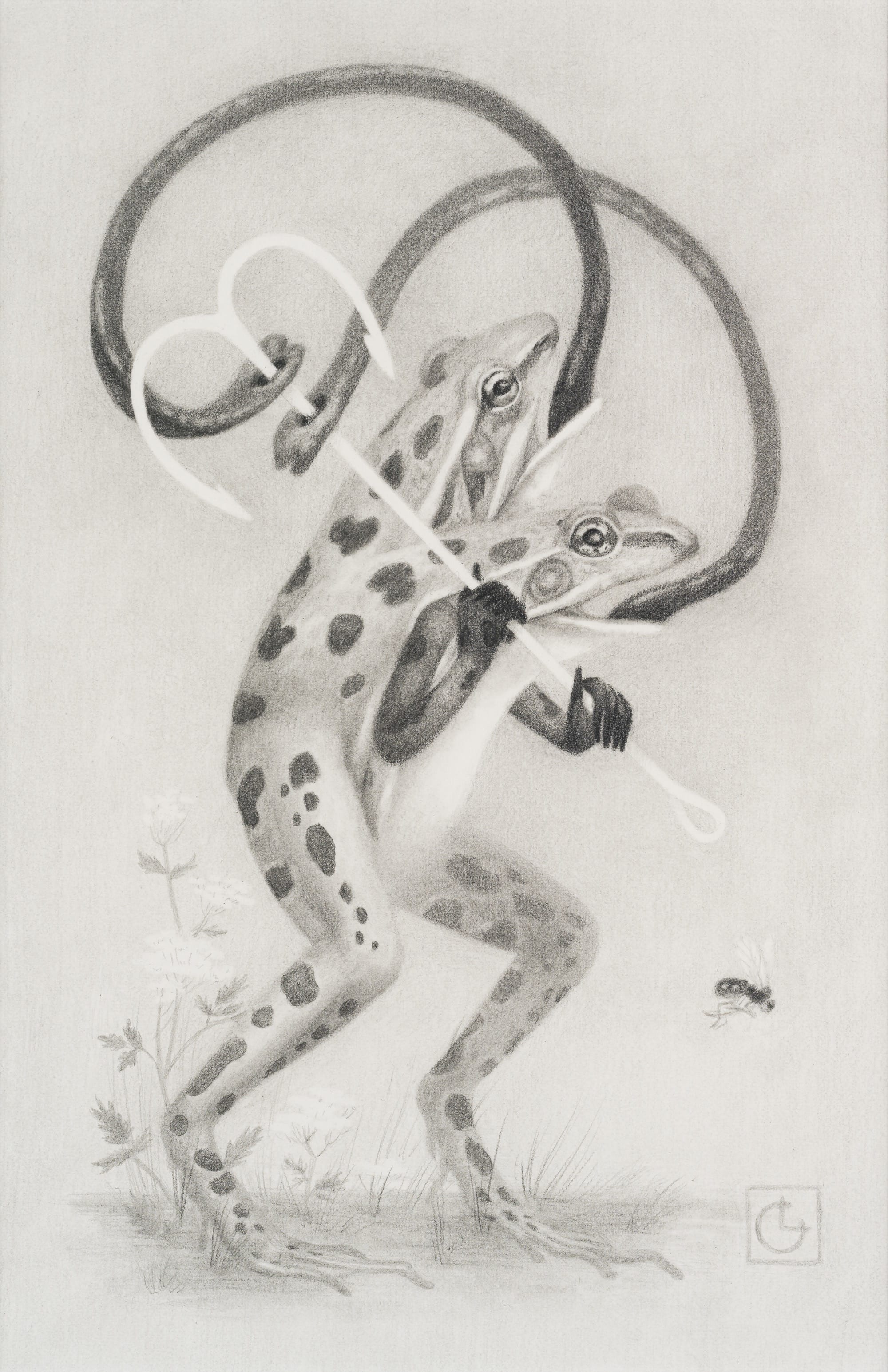 a black-and-white painting by Laura Catherwood of two-headed spotted frog with its tongues pierced by a hook