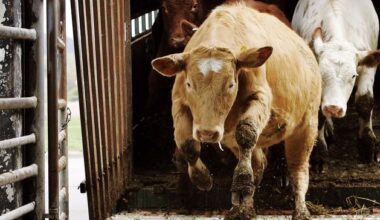 Factories pull beef price quotes again despite declining supplies