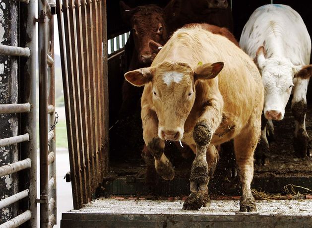 Factories pull beef price quotes again despite declining supplies