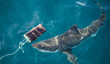 Australia's most dangerous sharks tested against four new inventions: 'Strong bites'