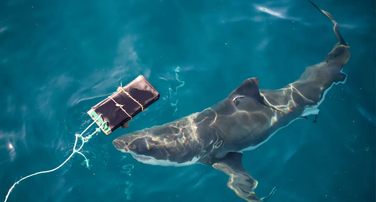 Australia's most dangerous sharks tested against four new inventions: 'Strong bites'