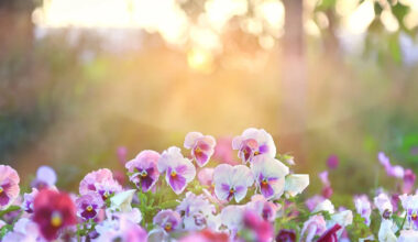 8 bedding plants to brighten your garden this autumn and winter
