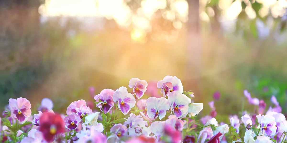 8 bedding plants to brighten your garden this autumn and winter