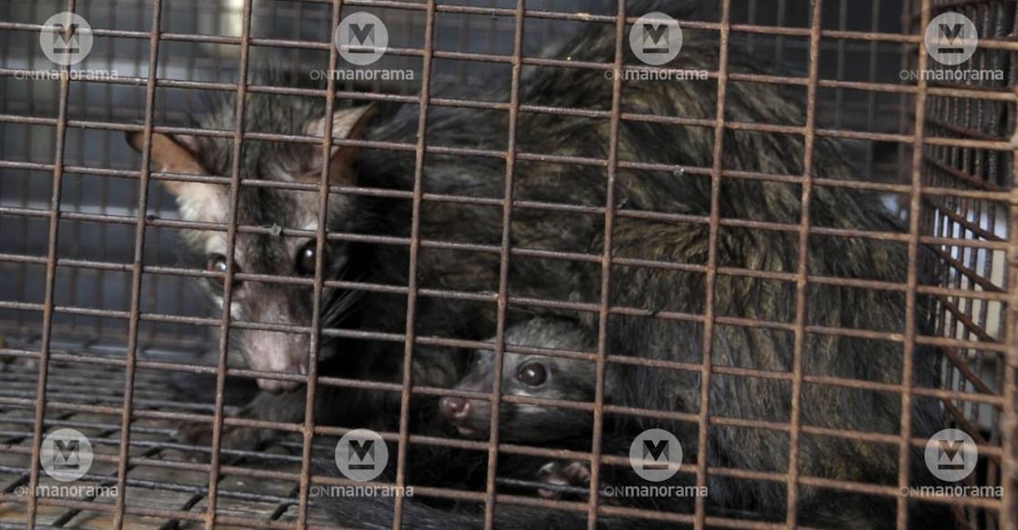 civet-c Civets in a cage. Photo: Manorama Archives