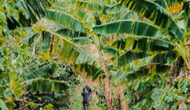Rainforest Alliance Launching Regenerative Agriculture Certification for Coffee
