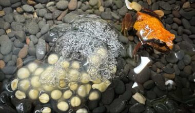 Endangered Red and Yellow Mountain Frogs Are Bred for First Time–Years of Work to Save the Species
