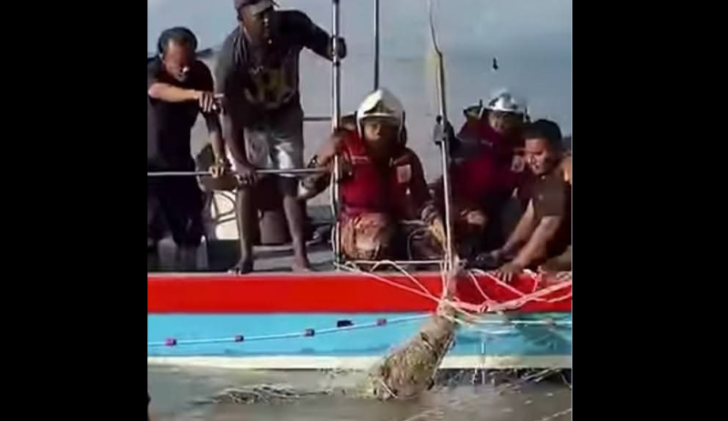Penang saltwater crocodile transported to Paya Indah Wetlands