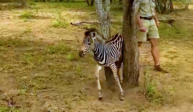 Baby Zebra Stuck In A Tree Gets Rescued By Rangers - Videos