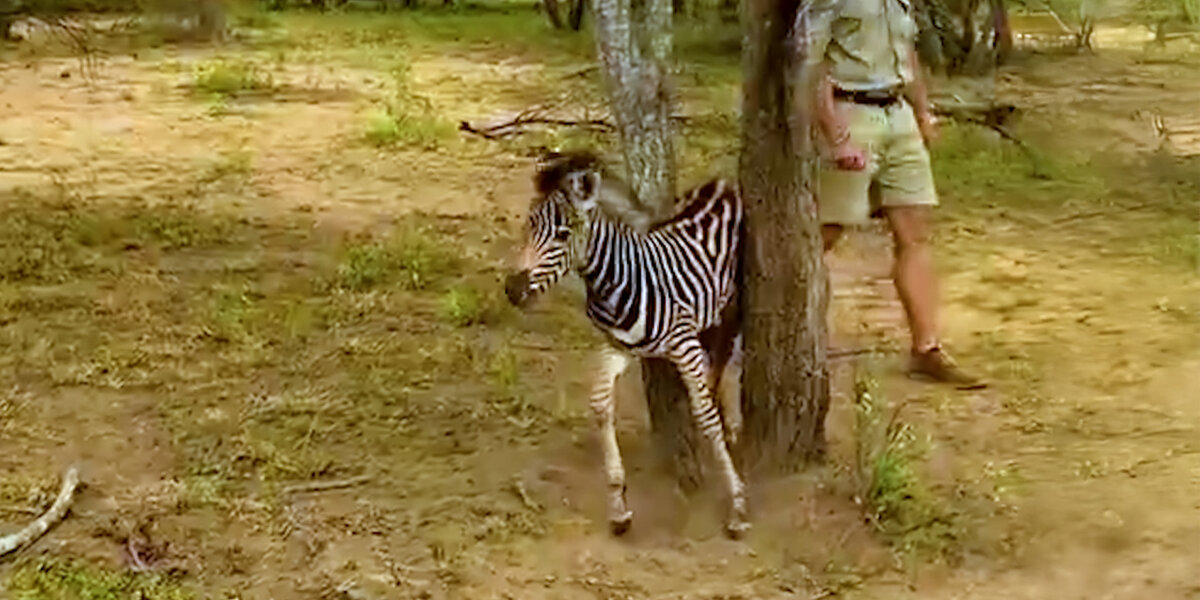 Baby Zebra Stuck In A Tree Gets Rescued By Rangers - Videos