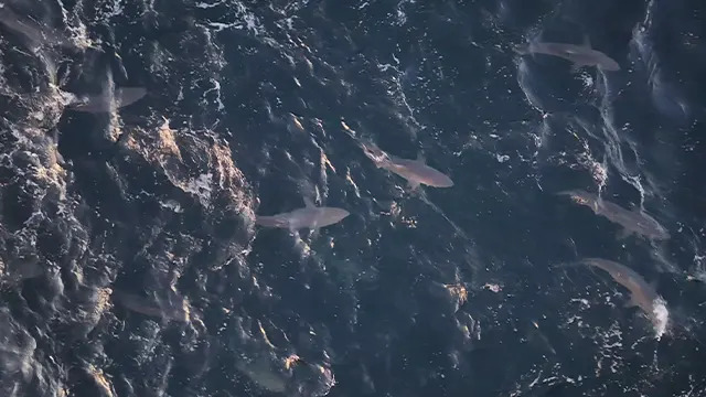 This image from drone video shows hundreds of spinner sharks swimming off the coast of Long Island on Sept. 18.