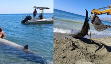 Three dead whales on Crete prompt concern