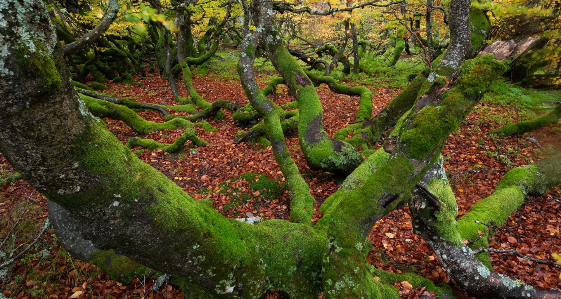a photograph by Frédéric Demeuse of moss-covered trees in a dense forest with red leaves on the ground