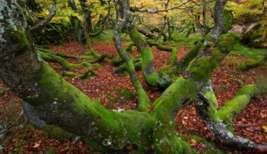 a photograph by Frédéric Demeuse of moss-covered trees in a dense forest with red leaves on the ground