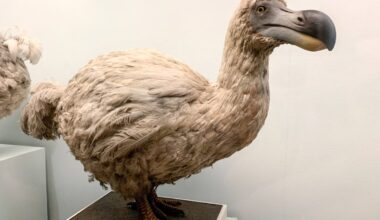 Biotech Startup Claims It's Getting Closer to 'Resurrecting' the Extinct Dodo