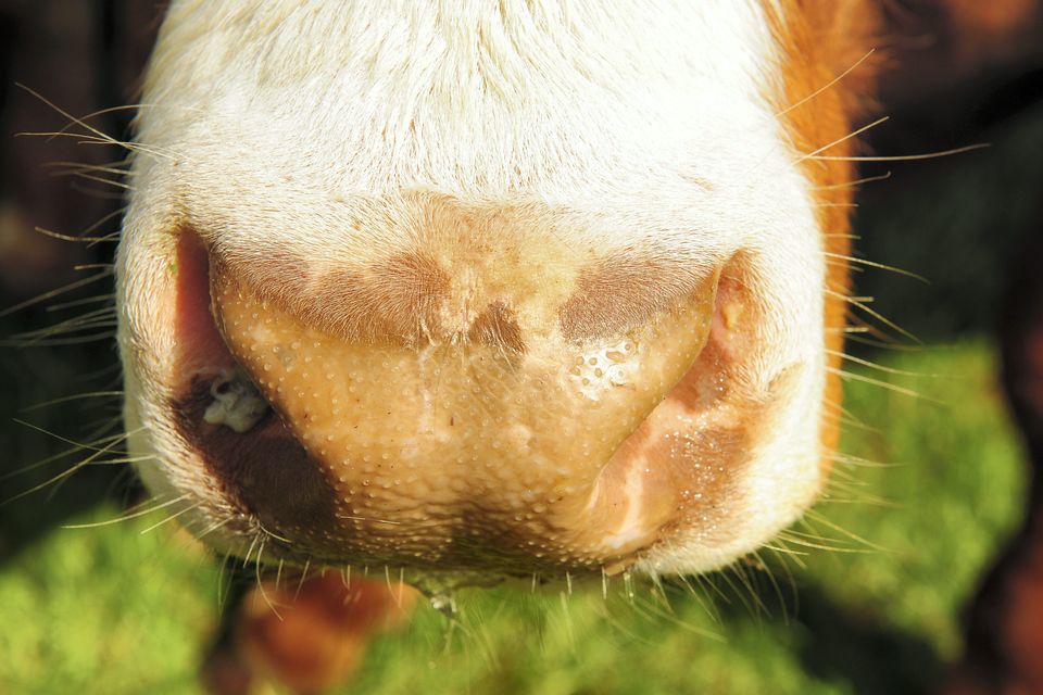 By June 29 last, Ireland had identified 43,290 TB reactor animals.