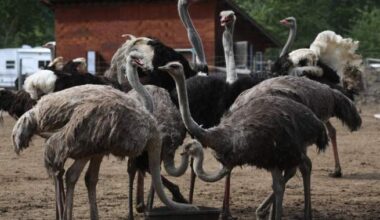 The B.C. ostrich cull controversy, explained