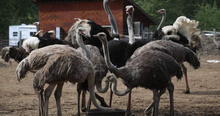 The B.C. ostrich cull controversy, explained