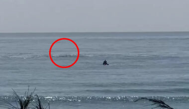 Boats and jet skis scramble after hearing 'distressing' sound in latest whale entanglement