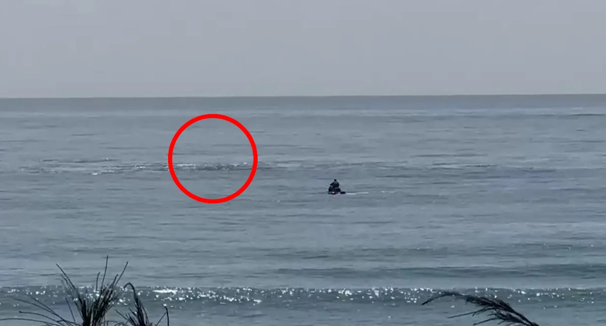 Boats and jet skis scramble after hearing 'distressing' sound in latest whale entanglement