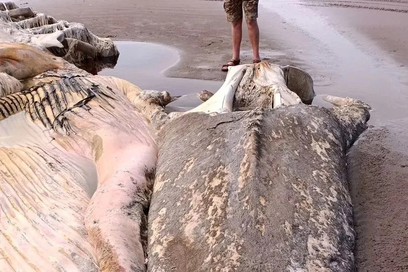 Remains of a fin