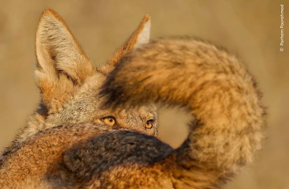 A Tale of Two Coyotes. Photo: Parham Pourahmad