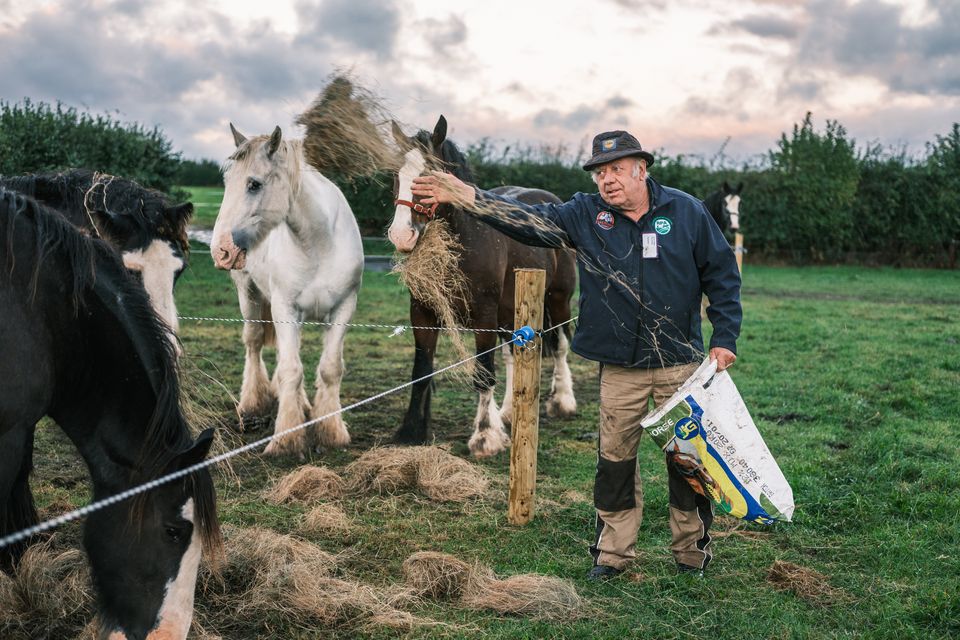 James Coffey from Co Roscommon getting his horse ready on day two of the National Ploughing Championships in Screggan, Tullamore, Co. Offaly. Picture: Mark Condren