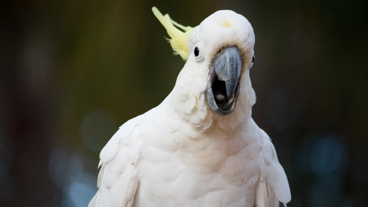 Yahoo lifestyle home