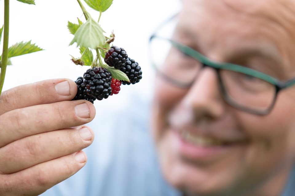 Blackberries are fruiting two weeks earlier than they did in 1852. Photo: Getty