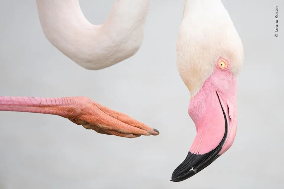 Pink Pose. Photo: Leana Kuster