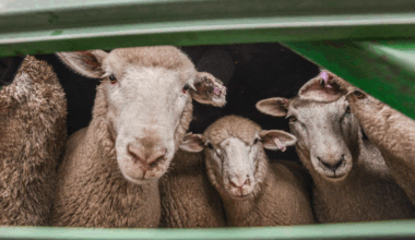 WOOL MARKET REPORT: Market advances for ninth consecutive week