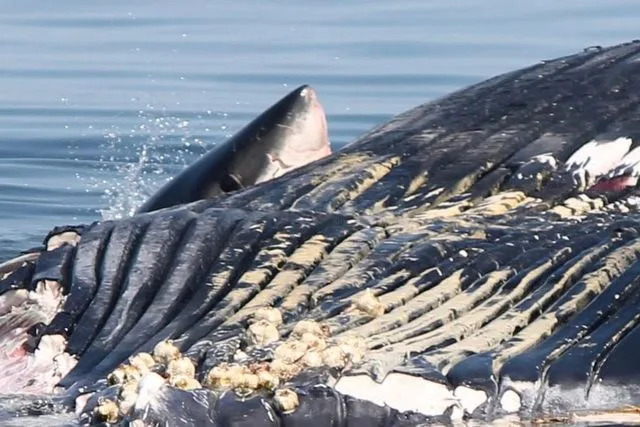 Freeport Whale & Seabird Tours/Facebook A great white shark eating a whale carcass in the Bay of Fundy on Sept. 2, 2025