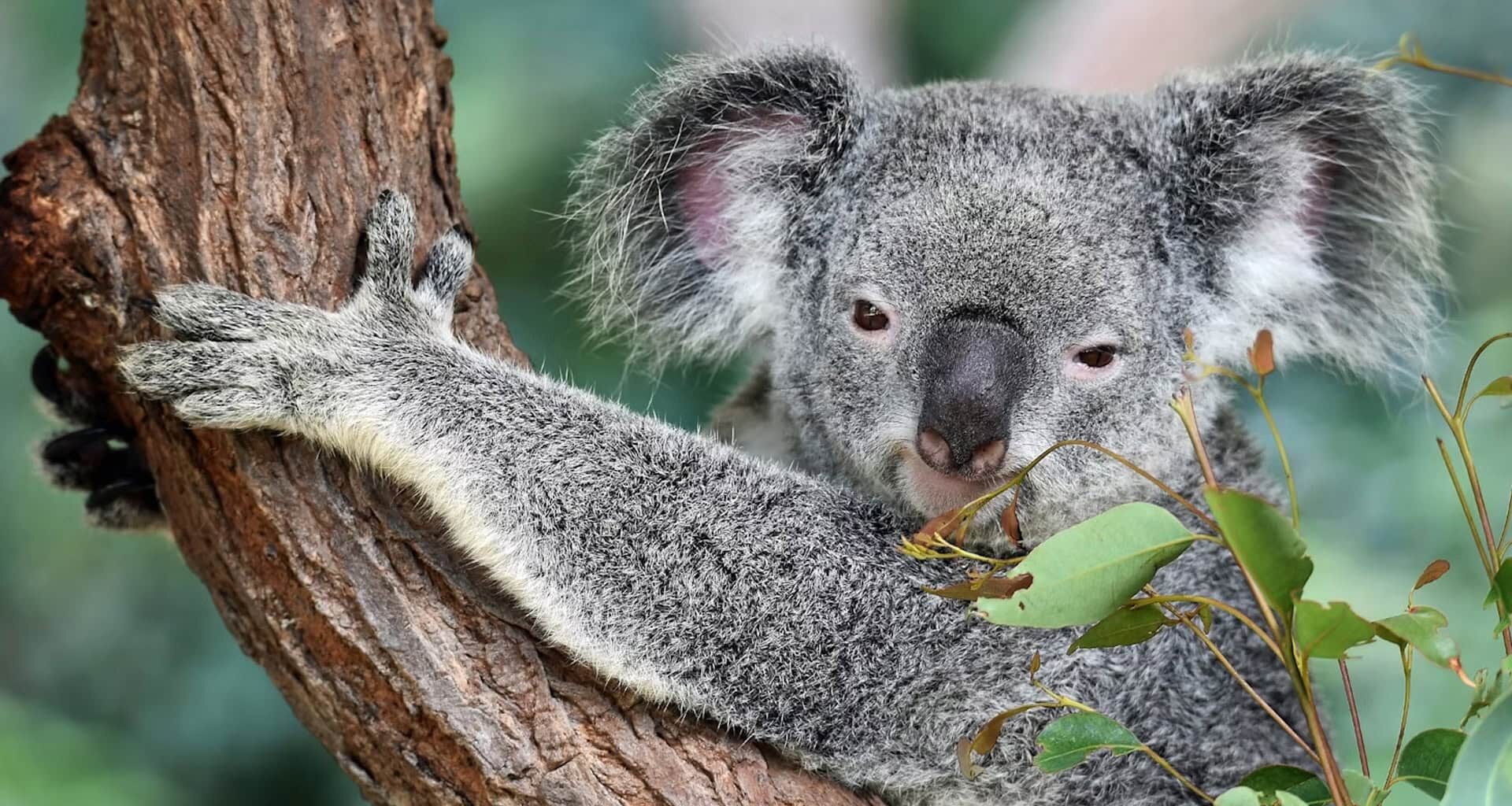 Koalas Finally Have A Vaccine For Chlamydia, But Is It Enough To Save The Adorable Tree Huggers?