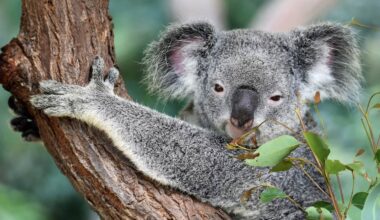 Koalas Finally Have A Vaccine For Chlamydia, But Is It Enough To Save The Adorable Tree Huggers?