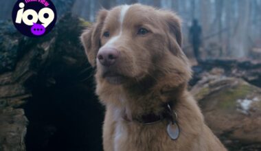 The Director of 'Good Boy' on Creating Horror From a Dog's Point of View