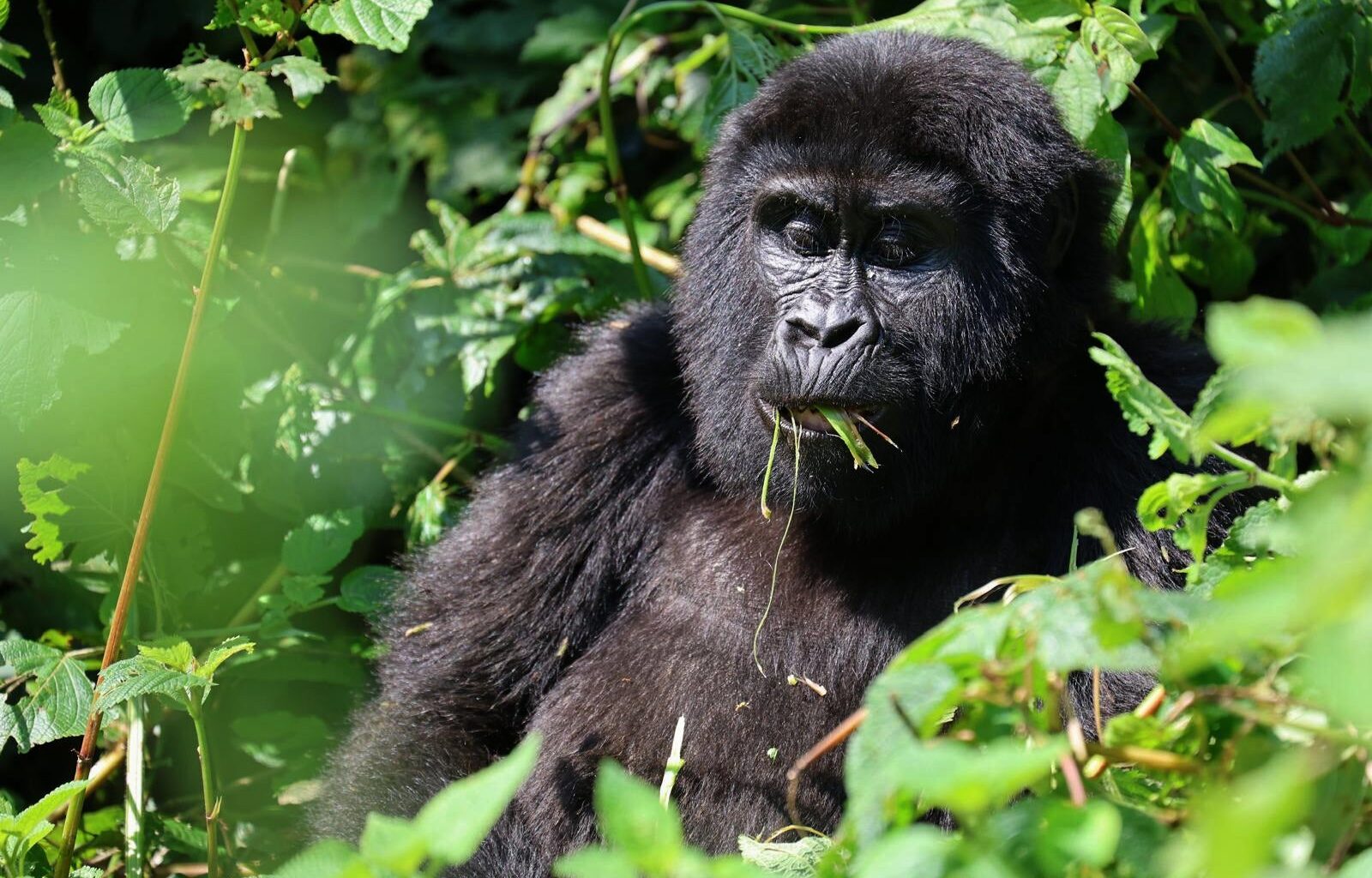 On World Gorilla Day, Some Good News