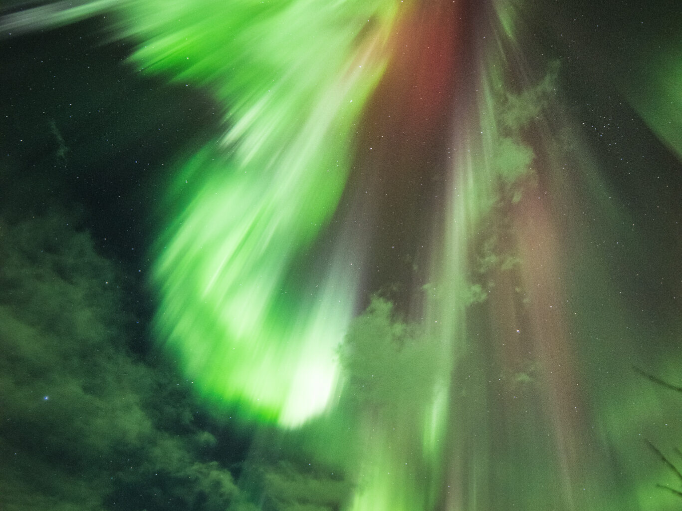 The green lights of an aurora dramatically explode outward against the backdrop of the night sky peppered with fluffy white clouds and pinprick stars. A hint of red is also visible in the center of the light. Pine trees cast in shadow are seen below.