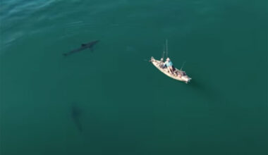 Great white shark