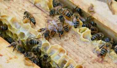Woman in her 70s dies after being attacked by swarm of bees in Co Mayo - The Journal