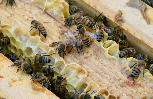 Woman in her 70s dies after being attacked by swarm of bees in Co Mayo - The Journal