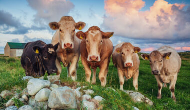 EU presents Mercosur deal for approval but Irish farmers call for MEPs to oppose agreement - The Journal