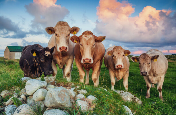 EU presents Mercosur deal for approval but Irish farmers call for MEPs to oppose agreement - The Journal