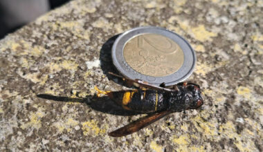 Another Asian hornet has been captured in Cork