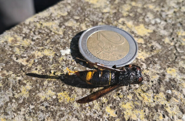 Another Asian hornet has been captured in Cork