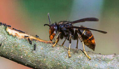 Asian hornet nest removed from Cork site in 'complex operation'