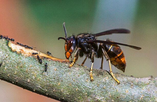 Asian hornet nest removed from Cork site in 'complex operation'