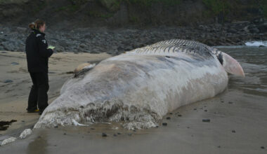 Public warned to stay back from beached whale found with bite marks on Cork coast